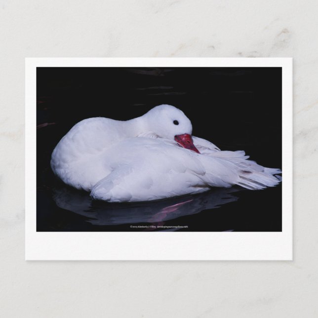 Cartão Postal Coscoroba Swan P3442 (Frente)