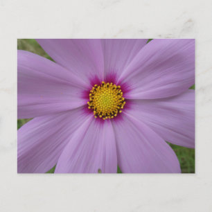 Cartão Postal Cosmea rosa Feche o Cartão-postal DIY