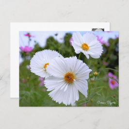 Cartão Postal Cosmos