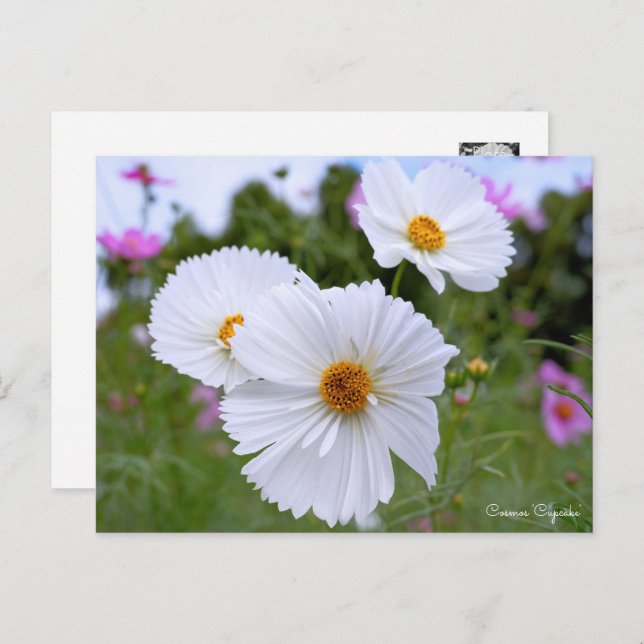 Cartão Postal Cosmos (Frente/Verso)