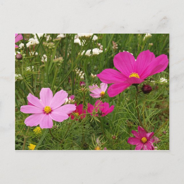 Cartão Postal Cosmos (Frente)