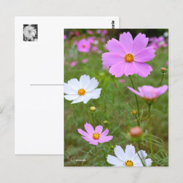 Cartão Postal Cosmos ポストカード