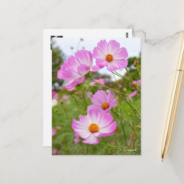 Cartão Postal Cosmos ポストカード (Frente/Verso In Situ)