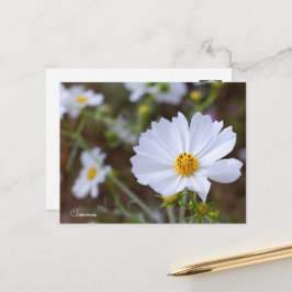 Cartão Postal Cosmos ポストカード