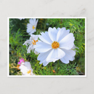 Cartão Postal Cosmos [Cartão Postal]