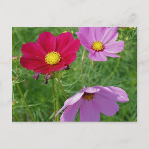 Cartão Postal Cosmos Flower Trio Nature