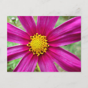 Cartão Postal Cosmos Wildflower