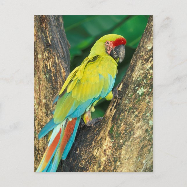 Cartão Postal Costa Rica, Ara Ambigua, grande Macaw. verde (Frente)
