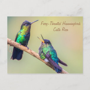 Cartão Postal Costa Rica Hummingbird
