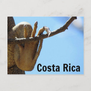 Cartão postal Costa Rica Iguana Souvenir