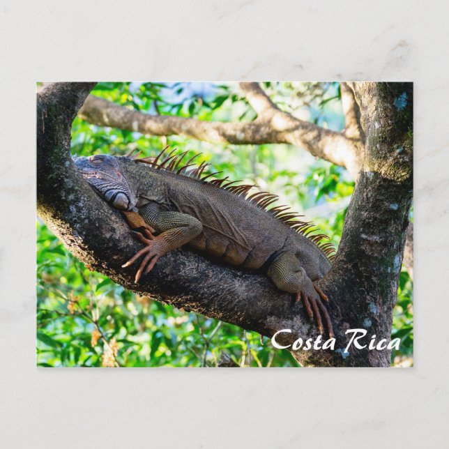 Cartão Postal Costa Rica, Muelle - Iguana preguiçosa descansando (Frente)