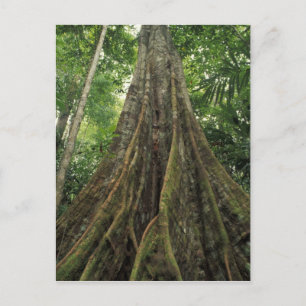 Cartão Postal Costa Rica, Parque Nacional Corcovado, Suportado