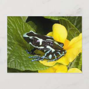 Cartão Postal Costa Rica, Península de Osa