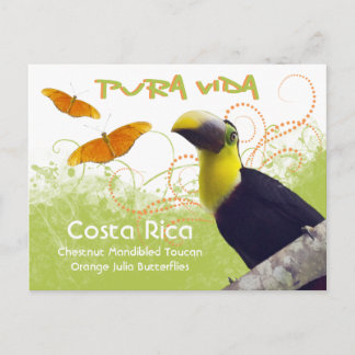Cartão postal Costa Rica Pura Vida Toucan