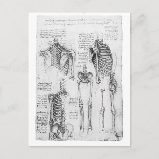 Cartão Postal Costelas Parciais e Vintagem Pelvic Diagrama esque