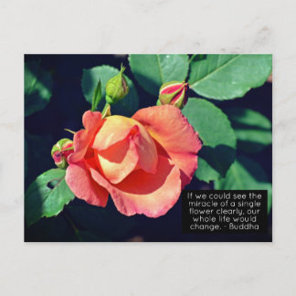 Cartão Postal Cota Motivacional Rosa cor-de-rosa