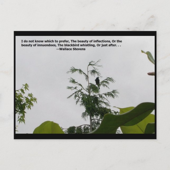 Cartão Postal Cotação Wallace Stevens (Frente)
