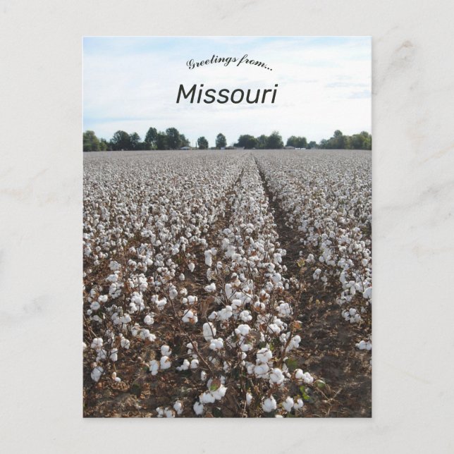 Cartão Postal Cotton Field Harvest Missouri (Frente)