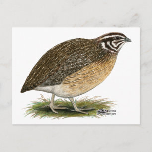 Cartão Postal Coturnix Pharaoh Quail