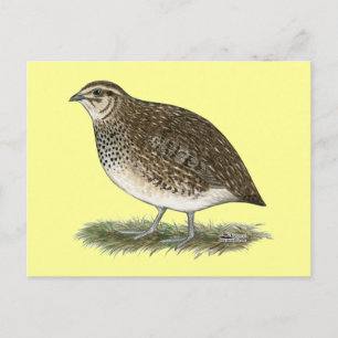 Cartão Postal Coturnix Quail Hen