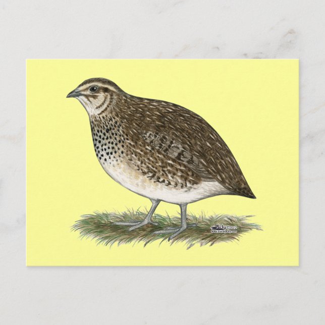 Cartão Postal Coturnix Quail Hen (Frente)