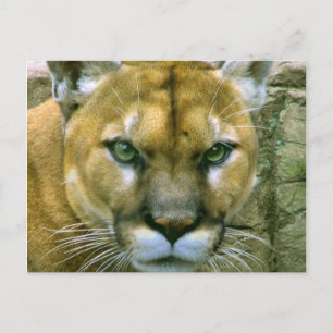 Cartão Postal Cougar