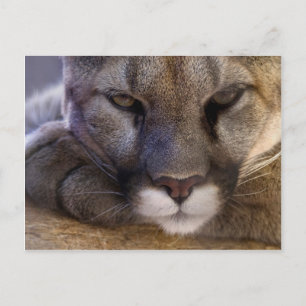 Cartão Postal Cougar