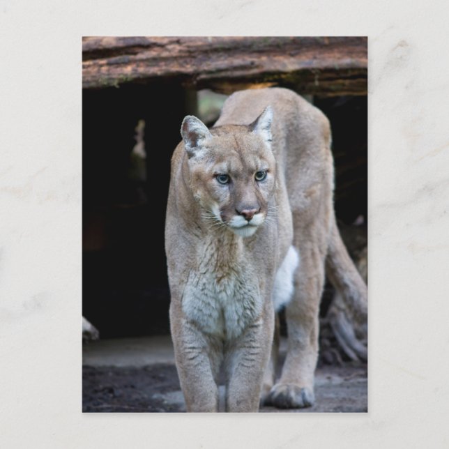 Cartão Postal Cougar (Frente)