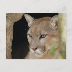 Cartão Postal Cougar 013