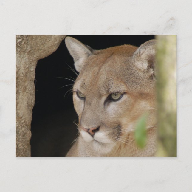 Cartão Postal Cougar 013 (Frente)