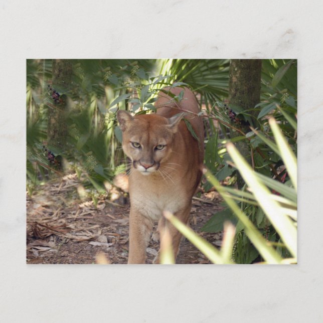Cartão Postal Cougar 020 (Frente)