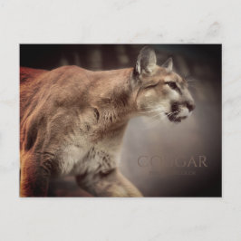 Cartão Postal Cougar:Cartão postal