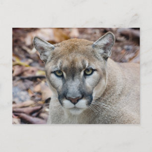 Cartão Postal Cougar, leão da montanha, Puma da Flórida