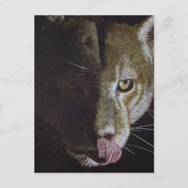 Cartão Postal Cougar Night (Frente)