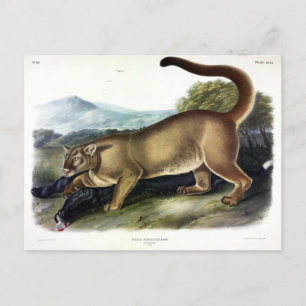 Cartão Postal Cougar ou Puma, Pantera, Leão de Montanha, Catmont
