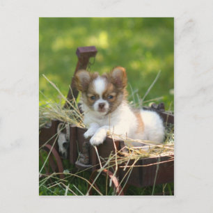 Cartão Postal CountryBumpkin
