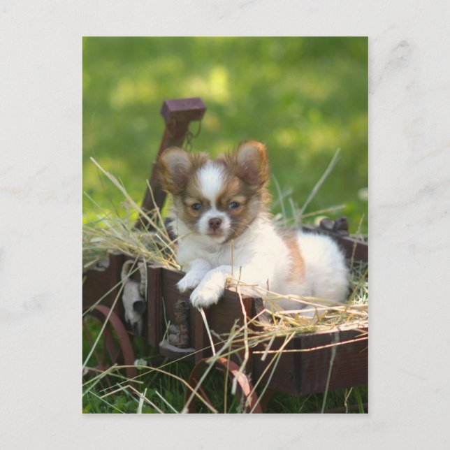 Cartão Postal CountryBumpkin (Frente)