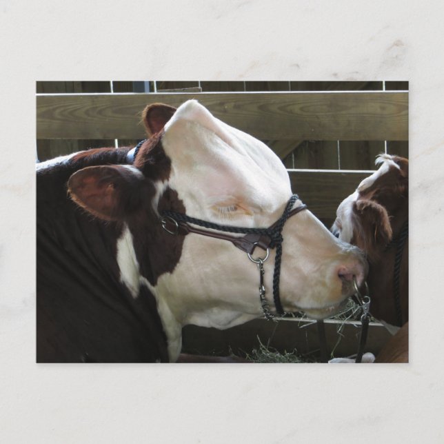 Cartão Postal County Fair Cow (Frente)