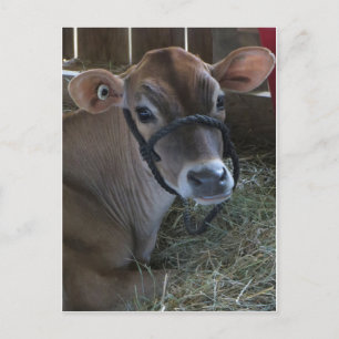 Cartão Postal County Fair Cow