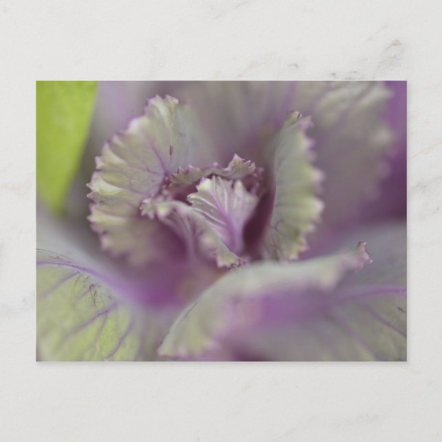 Cartão Postal Couve decorativa (Frente)