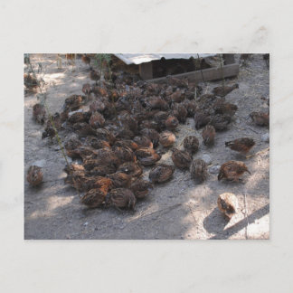 Cartão Postal Covey of Bobwhite Quail