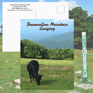 Cartão Postal Cow Bearwallow Mountain Blue Ridge Mounts NC
