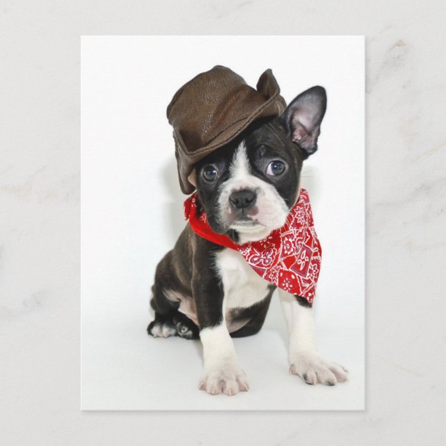 Cartão Postal Cowboy Boston (Frente)