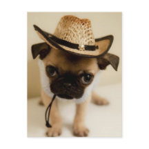 Cowboy Pug Puppy