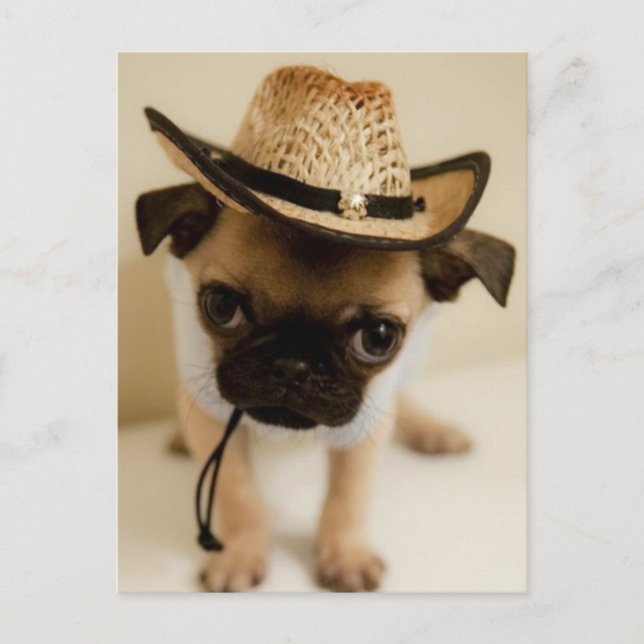 Cartão Postal Cowboy Pug Puppy (Frente)