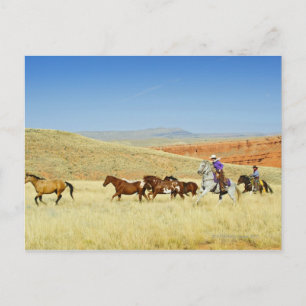 Cartão Postal Cowboys pastoreando cavalos