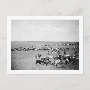 Cartão Postal Cowboys with Cattle on the Range Photoião