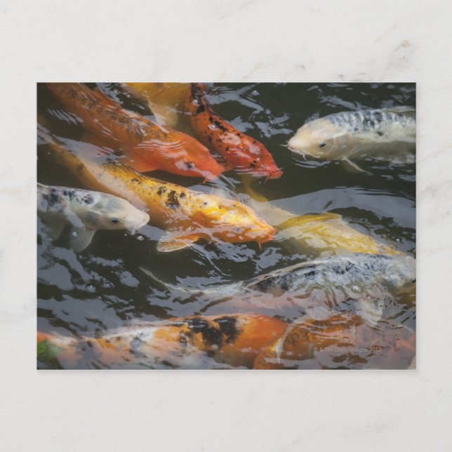 Cartão Postal Coy Fish (Frente)