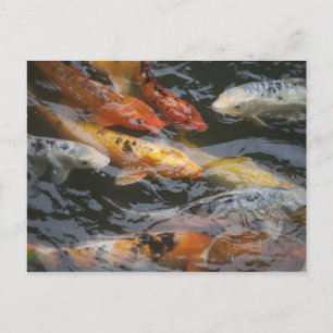 Cartão Postal Coy Fish