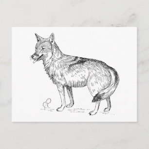 Cartão Postal Coyote